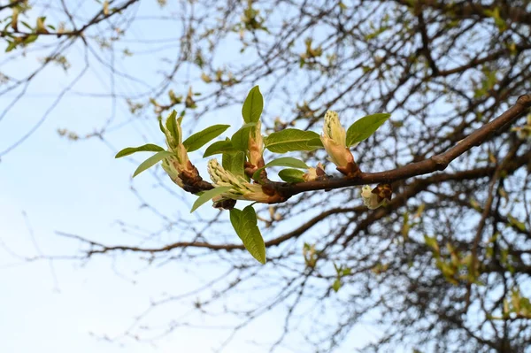 Όμορφη Μισάνοιχτη Φλαμουριά Πρώτο Πλάνο Κλαδιά Δέντρων Λάμπουν Στον Γαλάζιο — Φωτογραφία Αρχείου