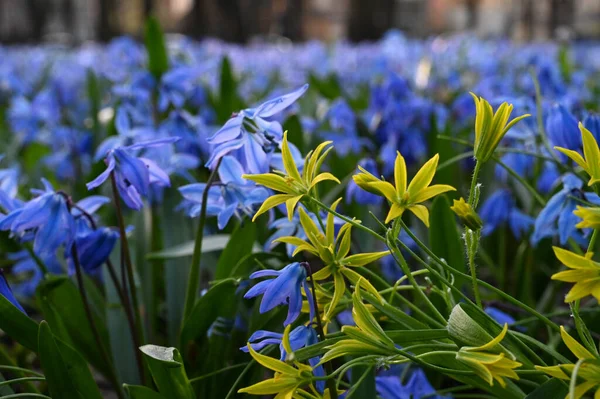 Close Yellow Scilla Sibirica Flowers Purple Squills Background — Stock Photo, Image