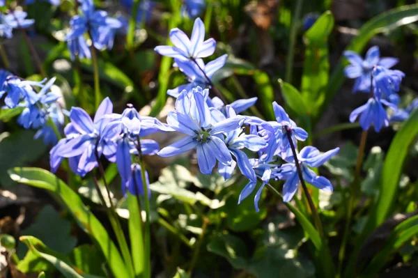 İlkbaharda mor bir scilla çiçeğine yaklaş.