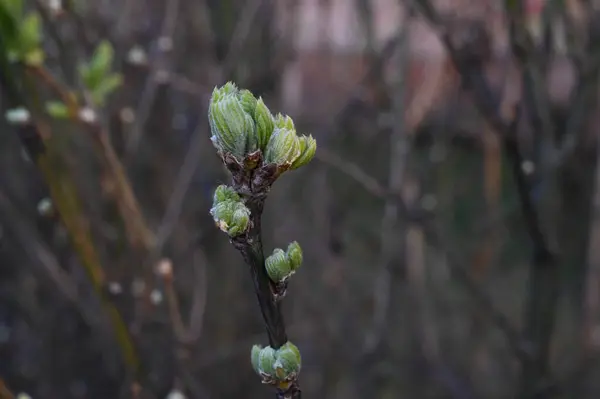 Close Hedge Bush Buds Spring Tree Branches Branches Background — Stock Photo, Image