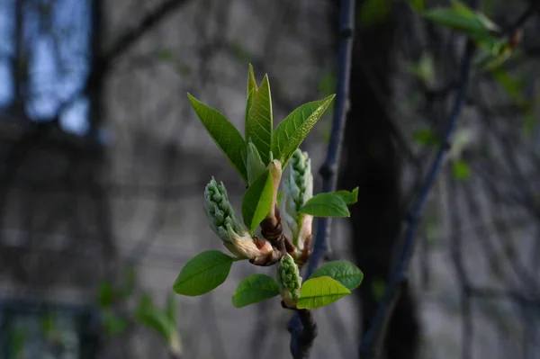 Beautiful Half Open Tilia Vulgaris Buds Small Green Leaves Close — Stock Photo, Image