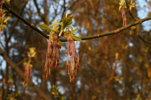 Boxelder Acer Negundo Flowers Close Spring Tree Branches Background — Stock Photo, Image