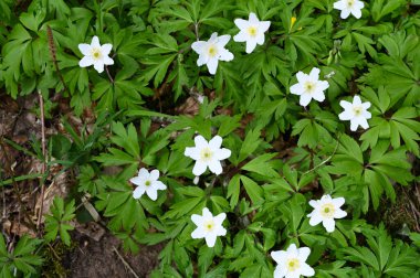 İlkbaharda ormanda beyaz orman anenom çiçeği. Arka planda kurumuş sonbahar yaprakları.