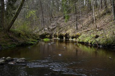 İlkbaharda ormanda dalgalı ve taşlı küçük bir nehir manzarası.