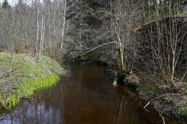 İlkbaharda orman nehri manzarası, ağaçların yaprakları yok.. 