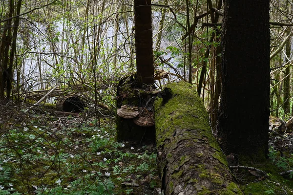 Primer Plano Árbol Podrido Roto Bosque Primavera —  Fotos de Stock
