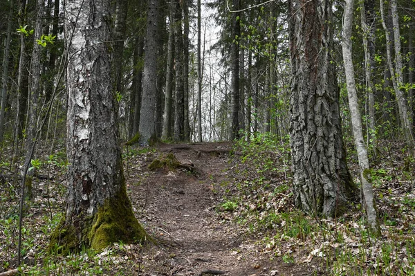 산책로는 언덕으로 이어진다 나무줄기 밑동에 있는이끼 나뭇가지와 꽃봉오리 — 스톡 사진