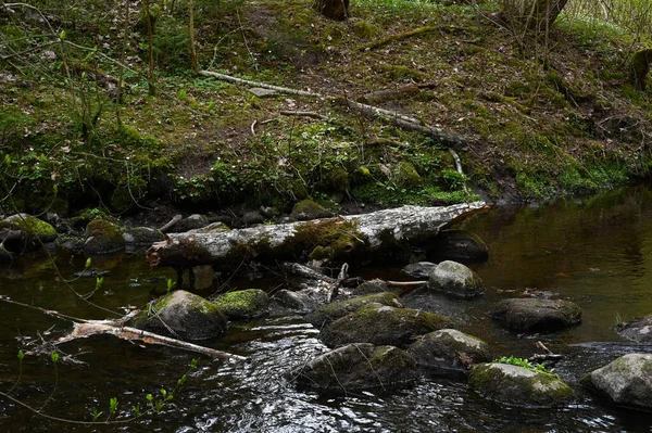 Tronco Árvore Quebrado Com Musgo Que Caiu Água Rio Floresta — Fotografia de Stock