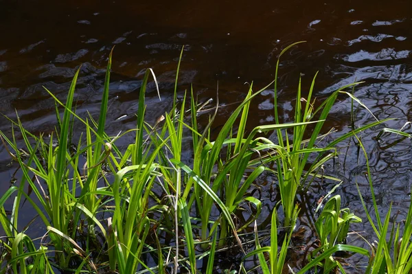 太陽の下で水の反射と緑の森の川の植物のクローズアップ — ストック写真