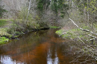 İlkbaharda orman nehri, yürüyüş patikasıyla çevrili..