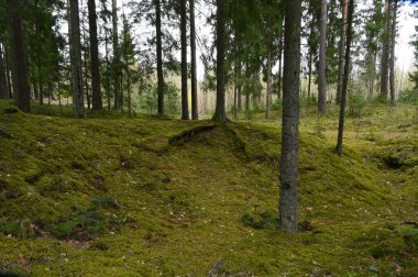 İlkbaharda yosun kaplı kozalaklı bir ormanın sihirli manzarası..