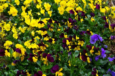 İlkbaharda ormanda mor ve sarı çiçeklerin yakın çekim kompozisyonu.