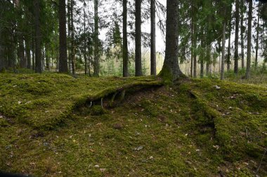 İlkbaharda yosunlarla kaplanmış kozalaklı bir ormandaki ladin köküne yakın plan..
