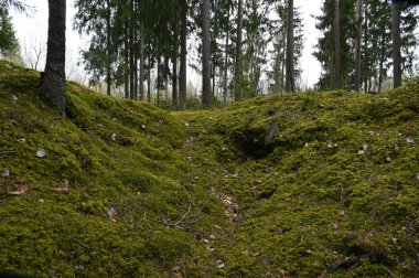 İlkbaharda yosun kaplı kozalaklı bir ormanın sihirli manzarası..