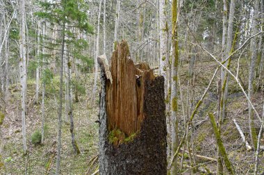 İlkbaharda ormanda kırık bir ağaç gövdesinin yakın çekimi.