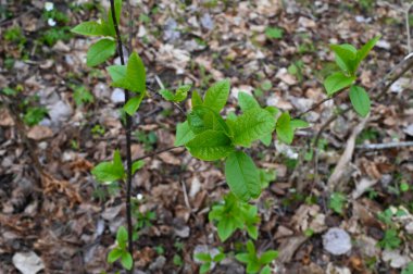 İlkbaharda ormanda vişne yeşili küçük bir kuşun yakın çekimi.