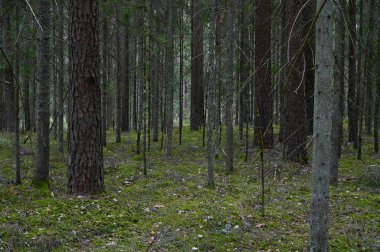 İlkbaharda kozalaklı orman çalılığı.