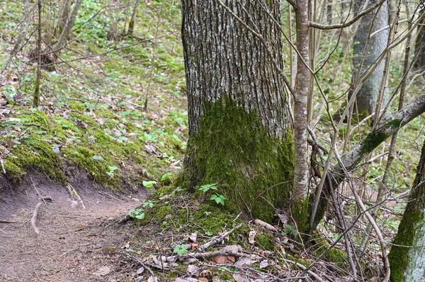 Sendero Forestal Que Lleva Alrededor Musgoso Árbol Primavera —  Fotos de Stock