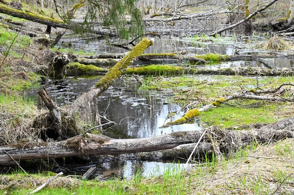 Árboles Musgos Que Cayeron Río Del Bosque Primavera —  Fotos de Stock