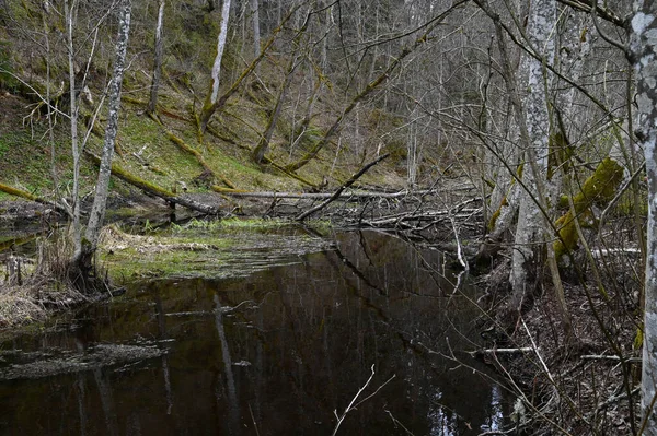 Río Forestal Una Ladera Con Árboles Cubiertos Musgo Primavera — Foto de Stock