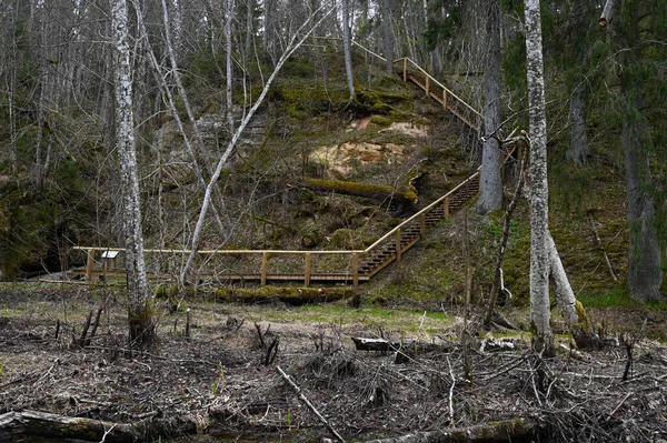 Senderos Naturales Escaleras Madera Los Bosques Que Bajan Colina Primavera —  Fotos de Stock