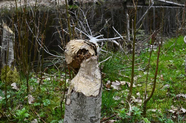 Close Dari Pohon Patah Hutan Pada Musim Semi — Stok Foto