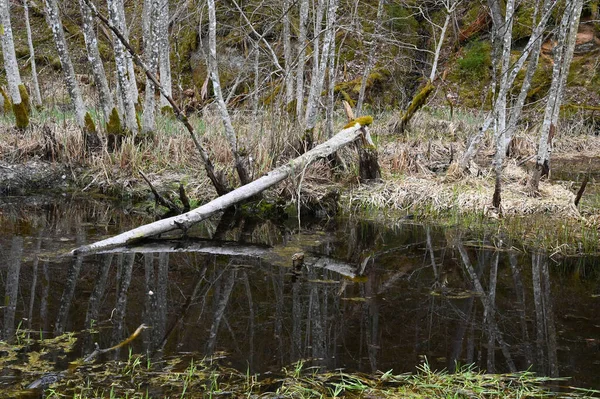 森の川に落ちた壊れた木 — ストック写真