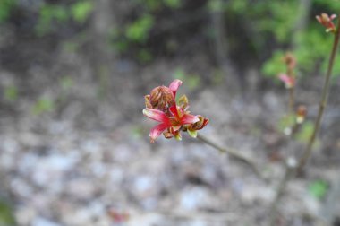 İlkbaharda bulanık arkaplanı olan kırmızı bir ağacın yakın plan çekiminde tomurcuk çıkar..