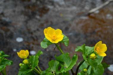 Arka planı bulanık sarı bir inek sürüsü çiçeğinin yakın çekimi.