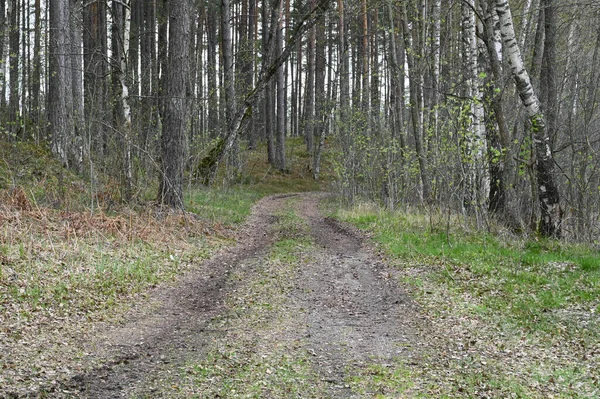 A winding dirty forest road in a deciduous forest in spring.