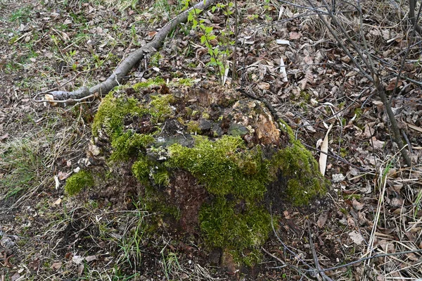 Pahýl Stromu Zarostlý Mechem Jaře Vadlé Listy Pozadí — Stock fotografie