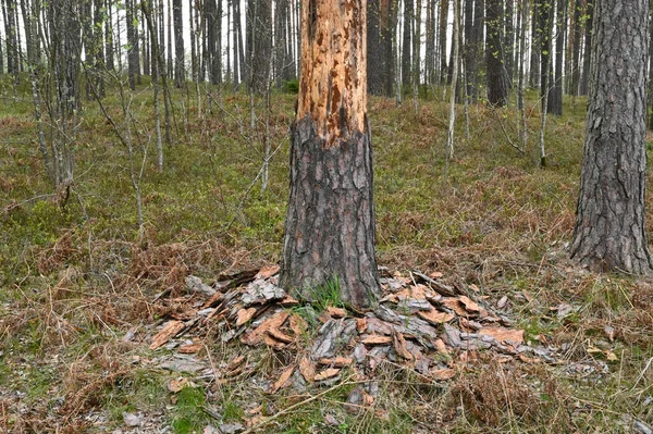 落雷後の皮をむいた樹皮の松の幹のクローズアップ — ストック写真