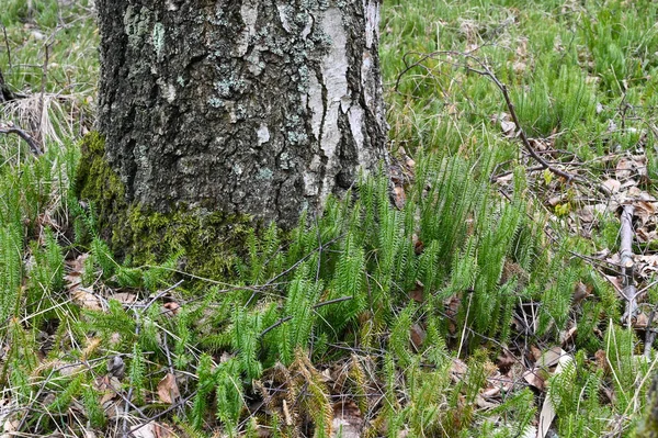 Κοντινό Πλάνο Κορμού Δέντρου Πράσινο Clubmoss Την Άνοιξη — Φωτογραφία Αρχείου