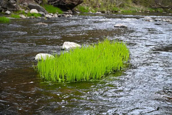 森の川の真ん中にある緑の海草の小さな島 — ストック写真