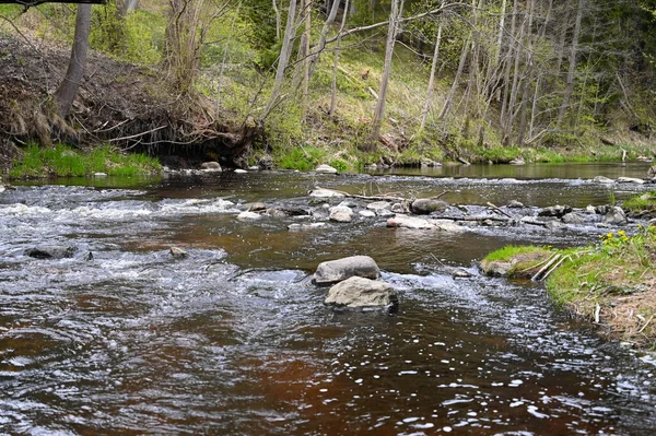 森林河流 春天铺满了石头 — 图库照片