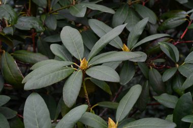 Büyük bir rhododendron ya da büyük defne ağacının yakın çekimi, baharda uzun yeşil yapraklı, yemyeşil bir çalı.