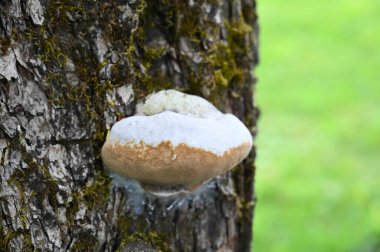 Baharda yosun kaplı bir huş ağacının gövdesindeki beyaz mantarın yakın çekimi. Bulanık arkaplan.