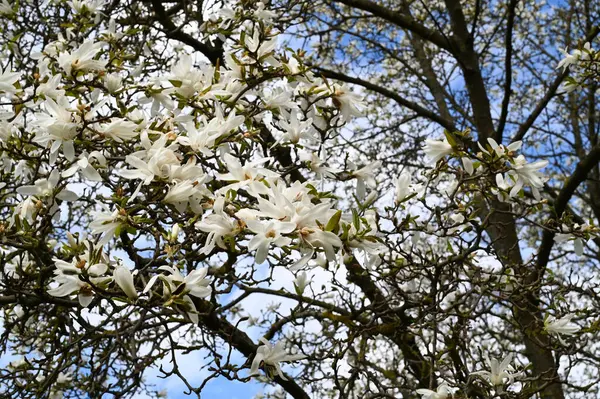 White Magnolia Tree Blossom Spring Beautiful Blurred Background — Stock Photo, Image