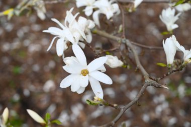 Baharda açan beyaz bir manolya çiçeğinin yakın çekimi.