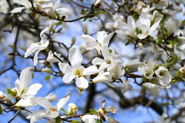 Baharda açan beyaz bir manolya çiçeğinin yakın çekimi.