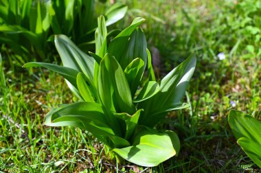 Doğada bitki ilkbaharda uzun yeşil yapraklarla kaplanır..