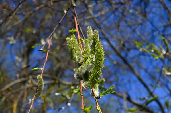 Shrub Buds Close Spring Blue Sky Background — Stock Photo, Image
