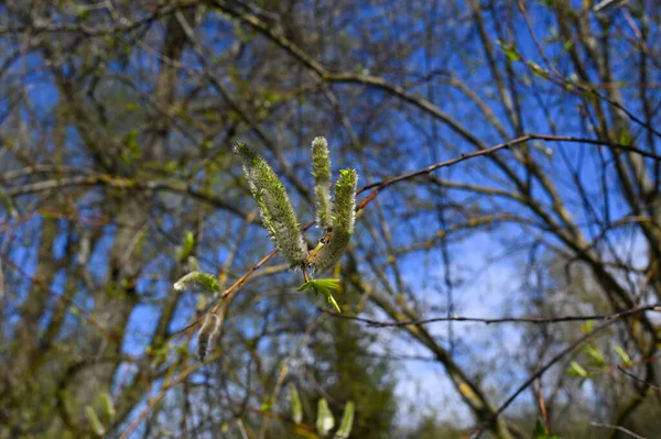 Shrub Buds Close Spring Blue Sky Background — Stock Photo, Image