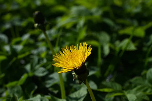 Close Van Een Paardebloem Met Een Wazige Groene Achtergrond — Stockfoto