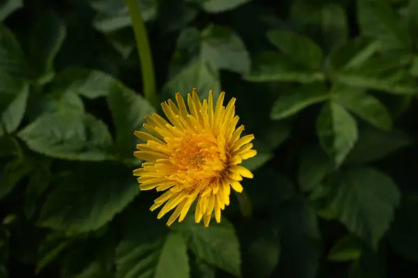 Close Van Een Paardebloem Met Een Wazige Groene Achtergrond — Stockfoto