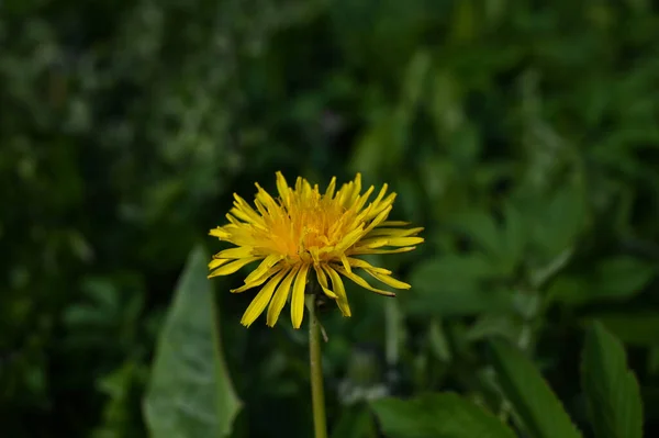 Close Van Een Paardebloem Met Een Wazige Groene Achtergrond — Stockfoto