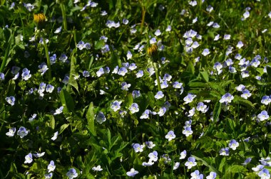 Slender Speedwell (Veronica filiforis) ilkbaharda mavi çiçekler açar.