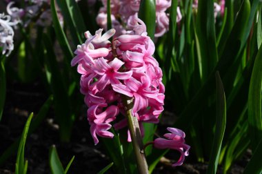 Baharda arka planda bulanık pembe sümbül çiçeklerinin yakın çekimi.