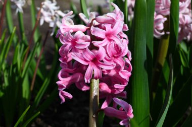 Baharda arka planda bulanık pembe sümbül çiçeklerinin yakın çekimi.