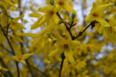 Sarı bir çalıya yakın plan çiçek açar ilkbaharda